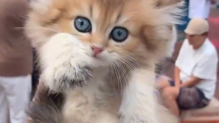 เมื่อฉันซื้อแมวโดยไม่มีการเสนอขาย ปฏิกิริยาของเจ้านายทำให้ฉันตกตะลึง!