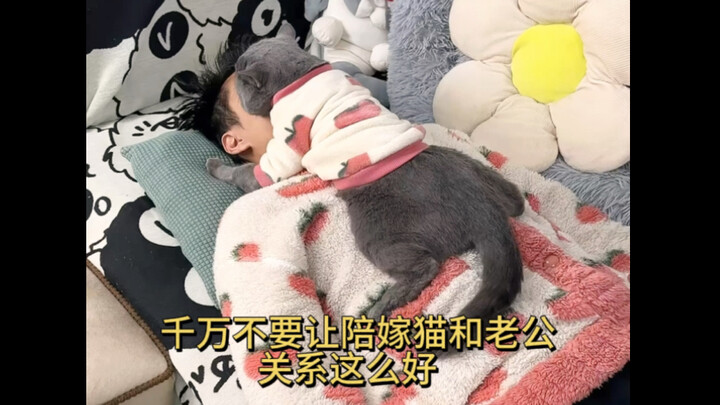 What do I need to do to get my dowry kitten back?