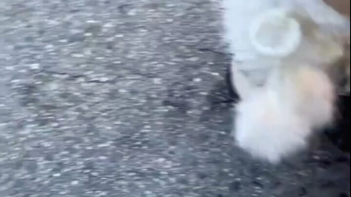 Apapun gerakan si kucing kecil pasti bikin manusia berteriak!