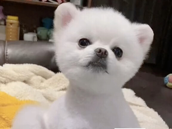 Anjing: Masih sempat nggak kalau aku ganti ibu sekarang?