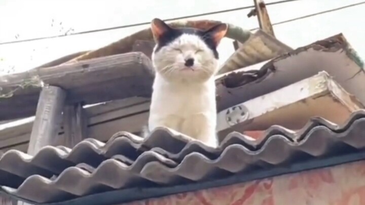 “Inilah… kucing yang terkenal itu!”