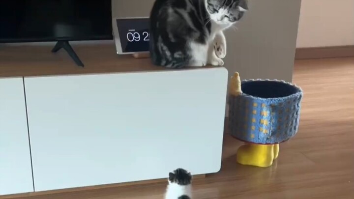 Apa aku kucing yang sangat menyebalkan?