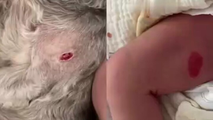 هل سيعود طفلي الفروي المفقود؟