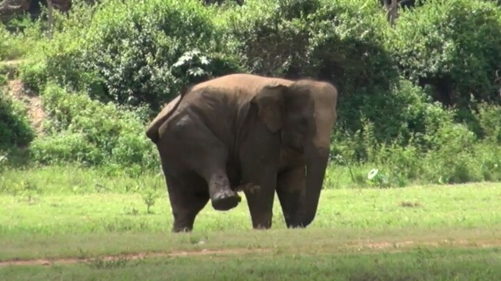 After her children went out to play, the elephant mother was photographed in various happy and caref