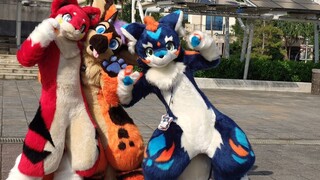 [Fursuit Dance] Infurnity 2019 !! Tanba & Chanhiro & Ibu. Hãy ở bên bạn Odoru !!