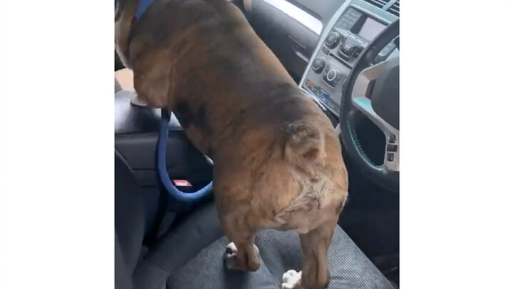 Chó hiểu lòng người