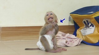 OMG!! Baby monkey Maki so greedy eat a lot of grape to keep in pouch till choke almost vomit