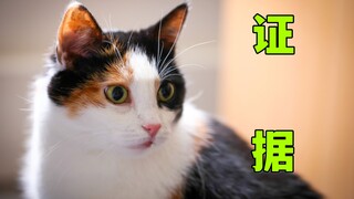 不相信三花猫是猫界大美女？证据来了！