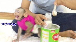 Breaking Heart When See Baby monkey Maku Crying | Maku Very Hungry Coz Mom Not Give Milk For Him