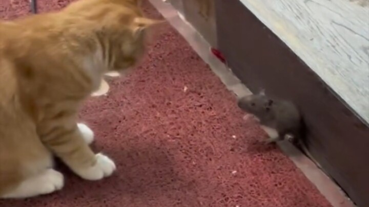 الفأر: لا أستطيع التغلب عليك، لكن هذا لا يعني أنني لن أدافع عن نفسي.