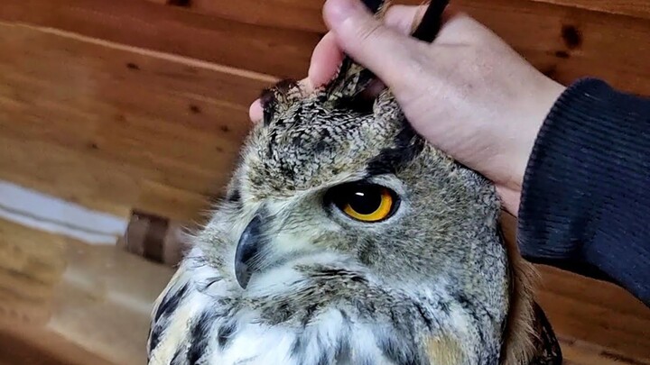 นกฮูก: แย่แล้ว โดนจับจุดได้เข้าให้แล้ว!