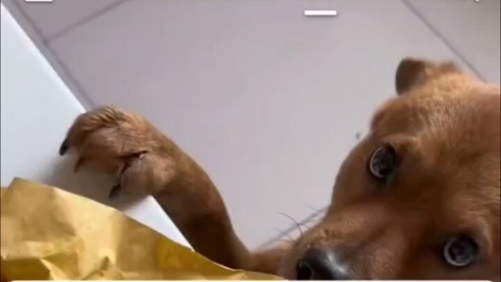 Blogger Tiongkok salah menuduh anjing mencuri bebek panggang, viral di TikTok, mendapat 6 juta suka