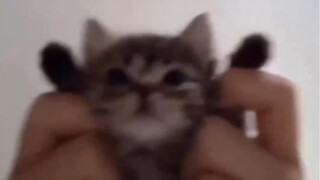 chipi chipi chapa chapa