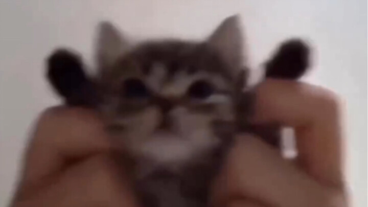 chipi chipi chapa chapa