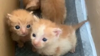 60秒很短，但记录了它们的重生