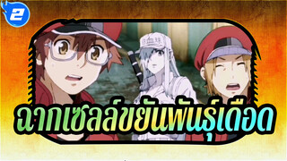 ฉากเซลล์ขยันพันธุ์เดือด_2