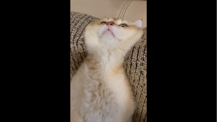 Cat: Let’s just slack off.
