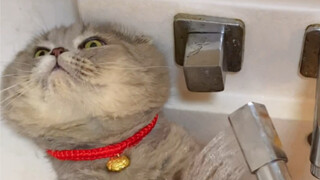 翻新旧猫破帽我可是专业的！！