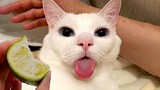 Video Kucing Lucu Banget Bikin Ngakak #74 | Kucing dan Anjing | Kucing Lucu Imut