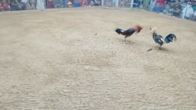 Hatch Grey in action#1