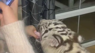 眼里只有小鸡腿