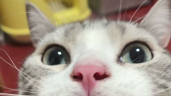 When the cat decides you're the one worth intimidating today.