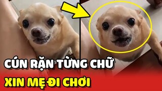 Khi Chihuahua RẶN TỪNG CHỮ để xin phép mẹ ĐI CHƠI mỗi buổi sáng 😂 | Yêu Lu