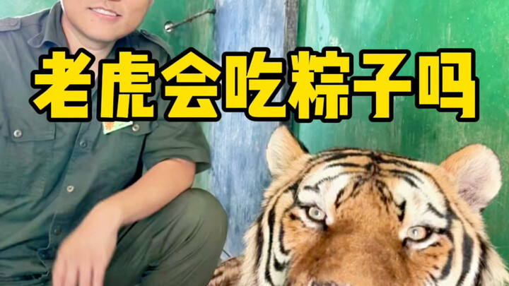 Without Xiao Wai, the public tigers wouldn’t even get to eat zongzi!