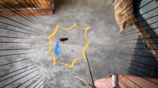 Mari dan lihat, sang kakak telah membunuh lebah-lebah itu!