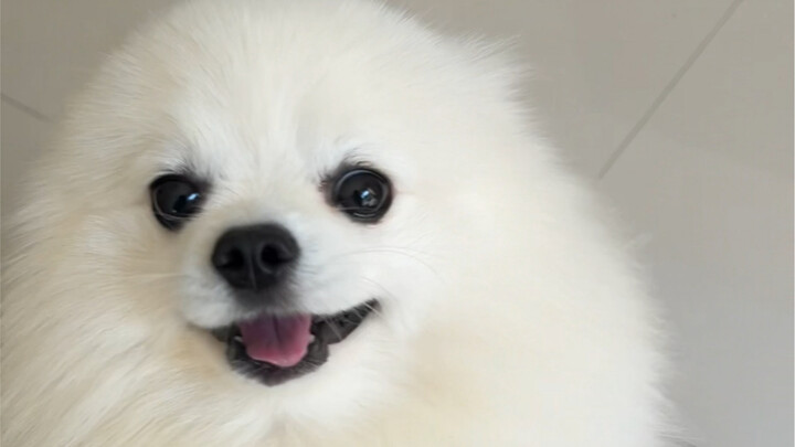 Thử thách về nhà mà không được chạm vào hải cẩu con