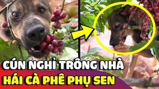 Cà phê lên giá, chú chó liền nghỉ việc trong nhà để đi 'HÁI CÀ PHÊ' kiếm tiền phụ Sen 😅 | Gâu Đần