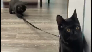 Ever since Wubing got a leash, Erbing and Sibing have taken on the important task of taking her for 