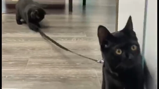 Ever since Wubing got a leash, Erbing and Sibing have taken on the important task of taking her for 