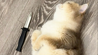 猫：玩不起别玩