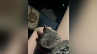 Thạ tym cho con với ạ mèoanhlôngngắn meocute mèo thucung AnCungTiktok cat SummerBeauty summerbeautyproducts