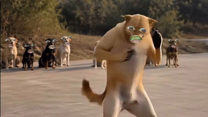 Dogesh on top