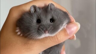 Vua chuột ác độc