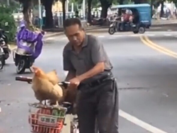 Người đàn ông có thể điều khiển gà
