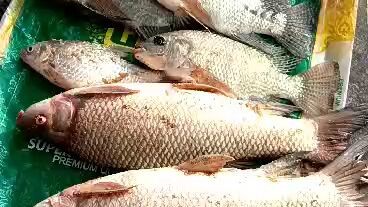 fish machhali recipe