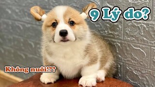 9 Lý Do Mình Chọn Nuôi Chó CORGI?