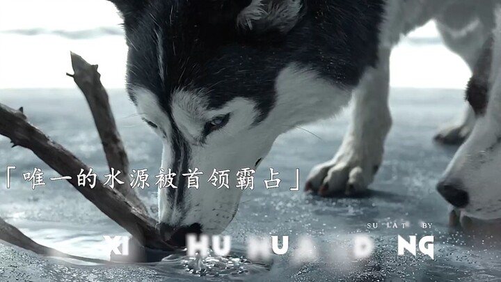 真正的领袖，会用实力证明自己。