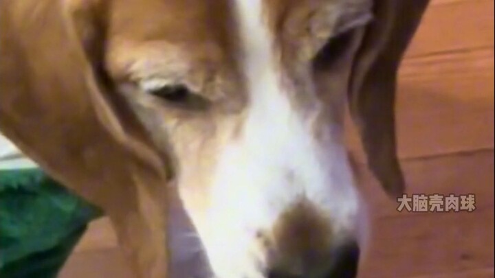 من يحبون مشاهدة كلاب البيجل وهي تُهزَم سيحظون بالمزيد من الحظ مجددًا!