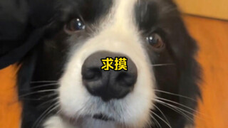 Border Collie asks for a pat when the dog's head suddenly can't pry open his arm...
