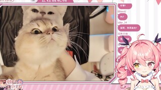 【早稻叽】竟有粉丝送钢板当生日礼物