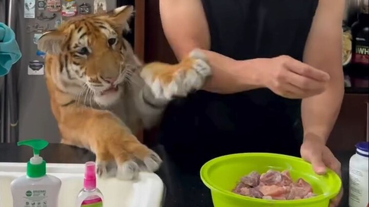 Huzi sedang membuat makanan lezat, membuat anaknya tergoda sampai ingin ikut membantu