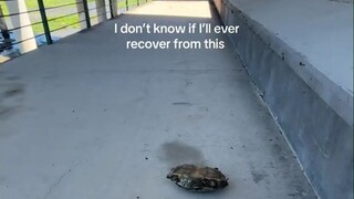 I've never seen such an unlucky turtle; its bad luck is truly unmatched!