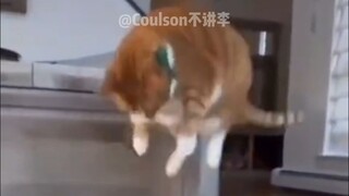 【动物配音】别舔了你是不是吃韭菜了