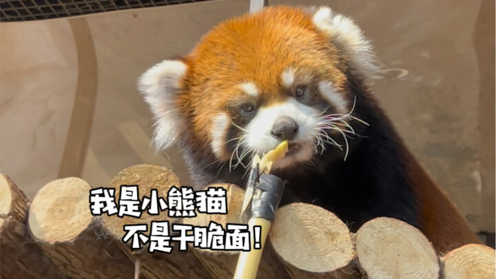 Spring is just the perfect time to go to the zoo!