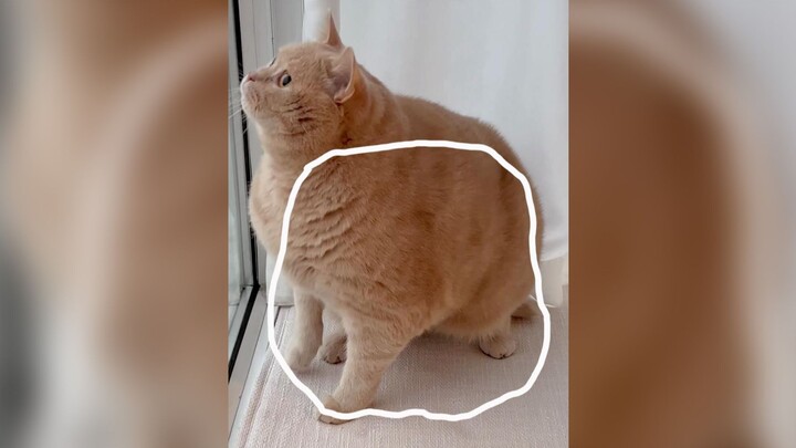 เติมคำในเรื่องแมว 3