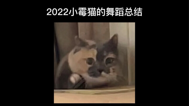 Năm nay mèo nhỏ Xiao Mei chẳng hề lười biếng chút nào